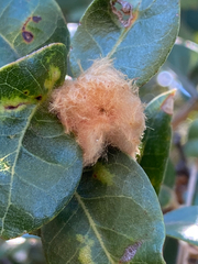 Heteroecus dasydactyli