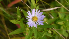 Symphyotrichum novi-belgii