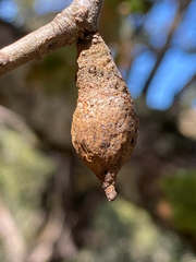 Heteroecus pacificus