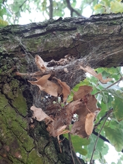 Thaumetopoea processionea