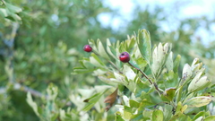 Crataegus monogyna