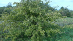 Crataegus monogyna