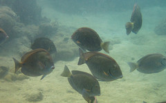 Acanthurus chirurgus