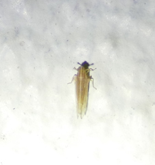 Stenocranus dorsalis