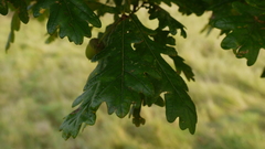 Quercus robur