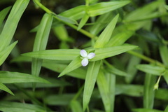 Murdannia keisak