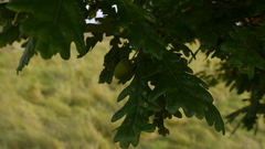 Quercus robur