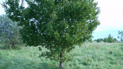 Quercus robur