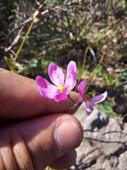 Ixia erubescens