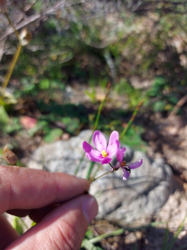 Image of Ixia erubescens by (c) Jacques van der Merwe, some rights reserved (CC BY-SA)