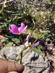 Ixia erubescens