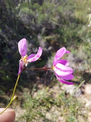 Ixia erubescens