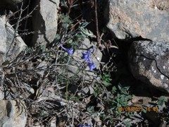 Delphinium pubescens