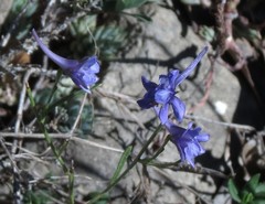 Delphinium pubescens