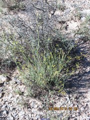 Bupleurum fruticescens