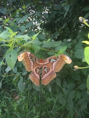 Attacus