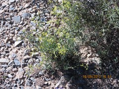 Bupleurum fruticescens