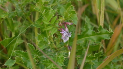 Vicia sepium