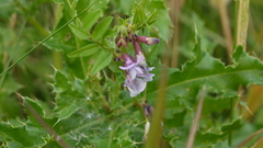 Vicia sepium