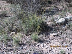 Bupleurum fruticescens