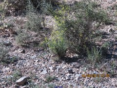 Bupleurum fruticescens