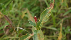 Persicaria amphibia
