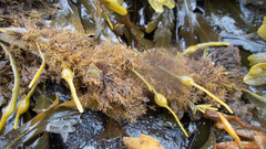 Vertebrata lanosa