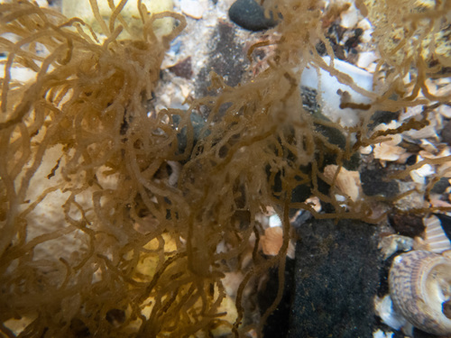 Eudesme virescens observed 2020-07-04