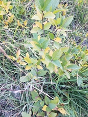 Rhamnus alnifolia