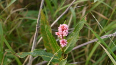 Persicaria amphibia