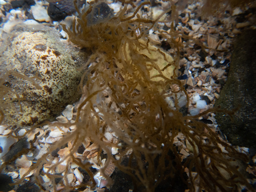 Eudesme virescens observed 2020-07-04