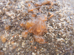 Aplidium turbinatum
