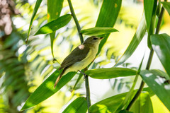 Pachycephala simplex