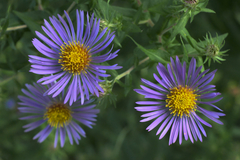 Symphyotrichum novae-angliae