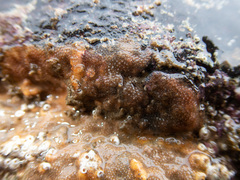 Oshurkovia littoralis