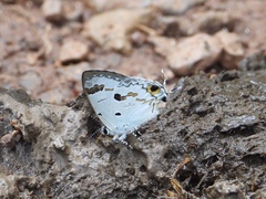 Hypolycaena othona