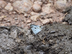 Hypolycaena othona