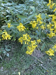 Verbesina alternifolia