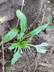 Plantago australis