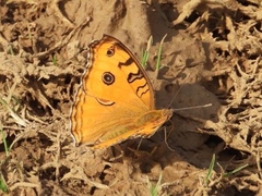 Junonia almana