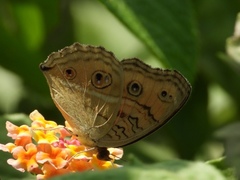 Junonia almana