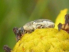 Odontocorynus