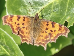 Polygonia c-album