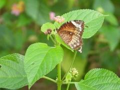 Elymnias hypermnestra