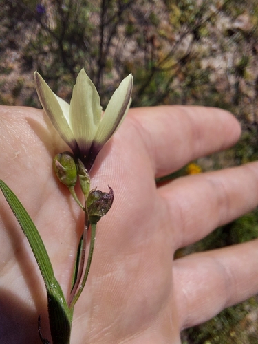 Image of Geissorhiza purpureolutea by (c) Jacques van der Merwe, some rights reserved (CC BY-SA)