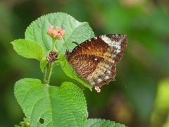 Elymnias hypermnestra