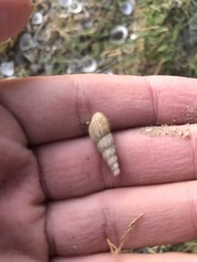 Melanoides tuberculata