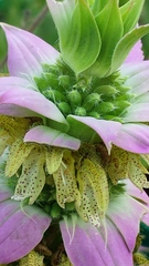 Monarda punctata lasiodonta