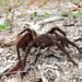 Sericopelma - Photo (c) Neil Balchan, some rights reserved (CC BY-NC), uploaded by Neil Balchan