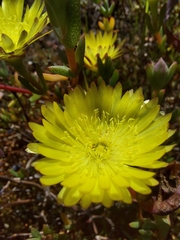 Lampranthus glaucus